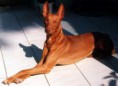 /album/ra%c3%a7as%20de%20cachorros%20%2c%20%28%3a/pharaoh-hound-3-jpg/